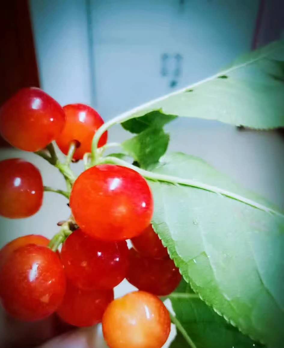 丽江春日游 食樱桃 情永留 带您体验丽江的春天