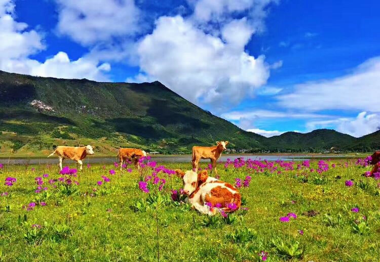 丽江玉龙雪山徒步登山攻略