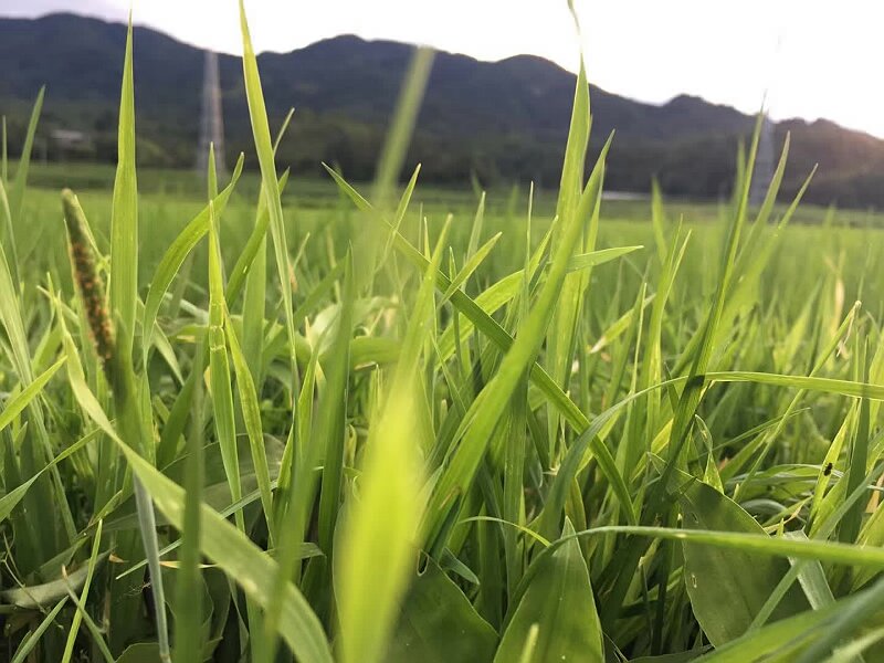 夏令营