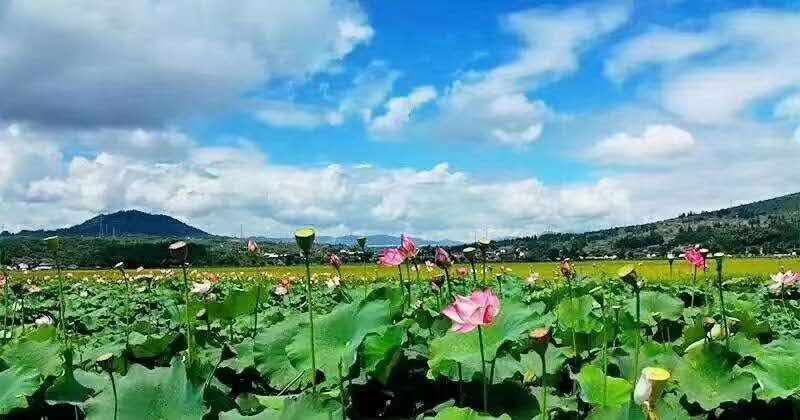 丽江研学旅行的定义及特点是什么？