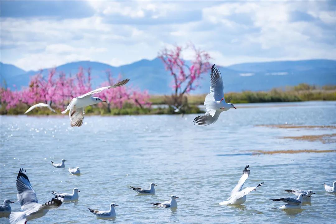 丽江早春踏青好去处-拉市海美泉村候鸟湾