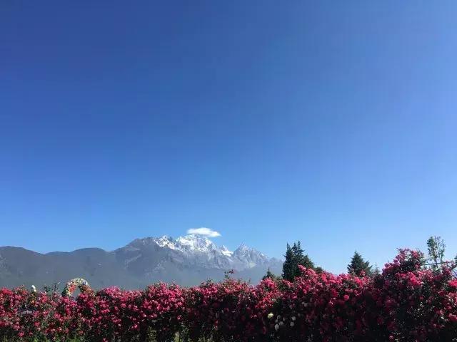 丽江雪山玫瑰庄园