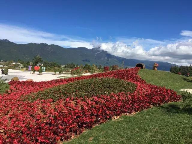 丽江雪山玫瑰庄园