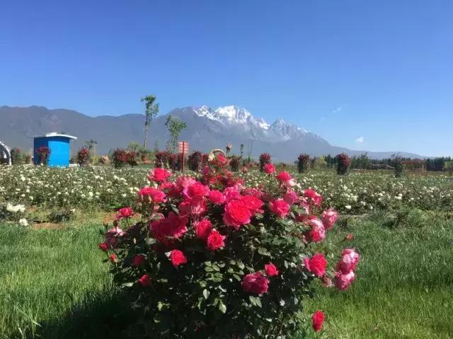 丽江雪山玫瑰庄园