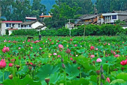 丽江9条乡村旅游线路值得一走
