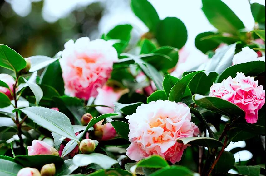 玉龙山下，悠悠古巷，花意正浓
