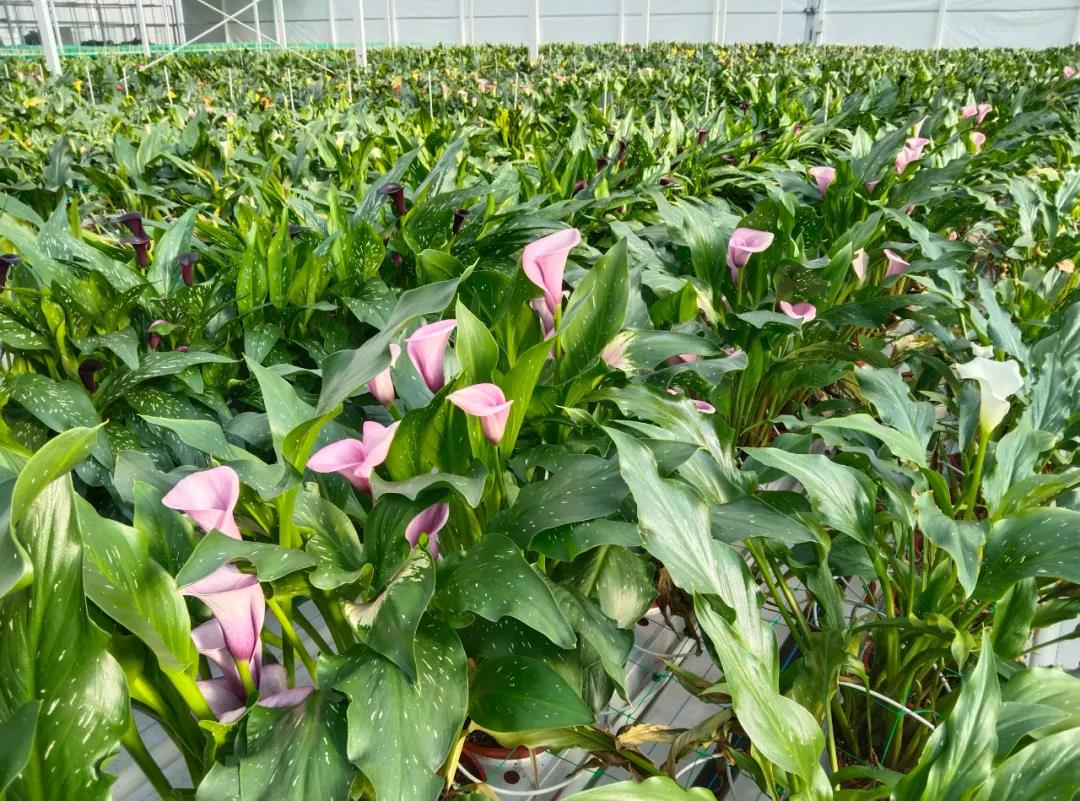 “金字招牌”再添“绿色名片” 丽江此处的“花花世界”承载着一个个蓝图