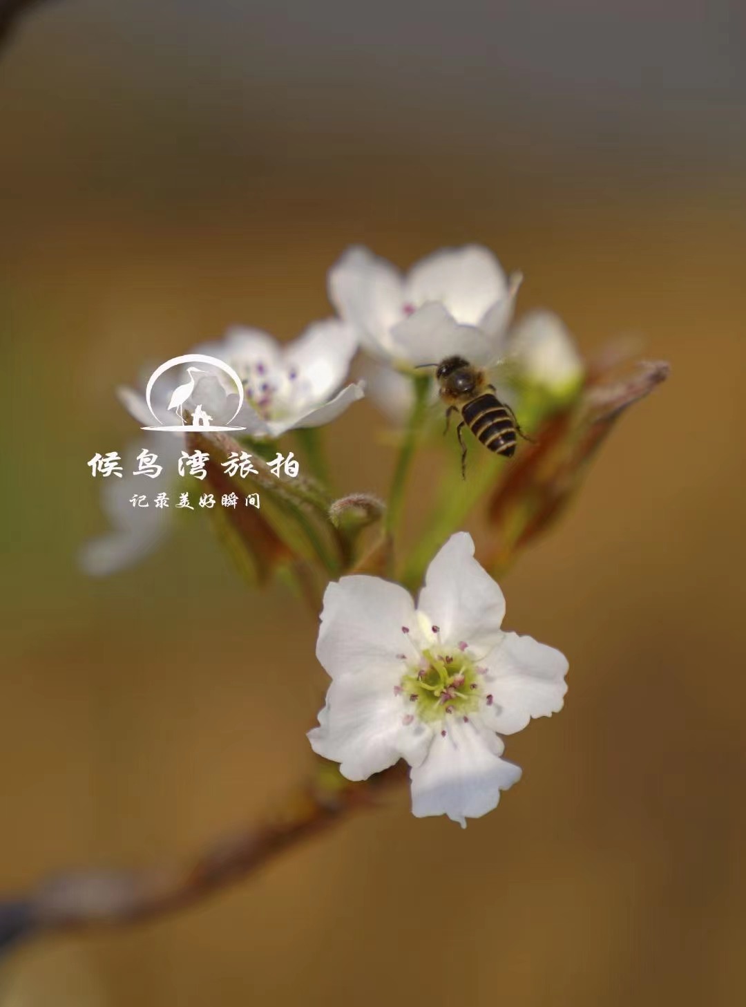丽江拉市海候鸟湾户外拓展基地