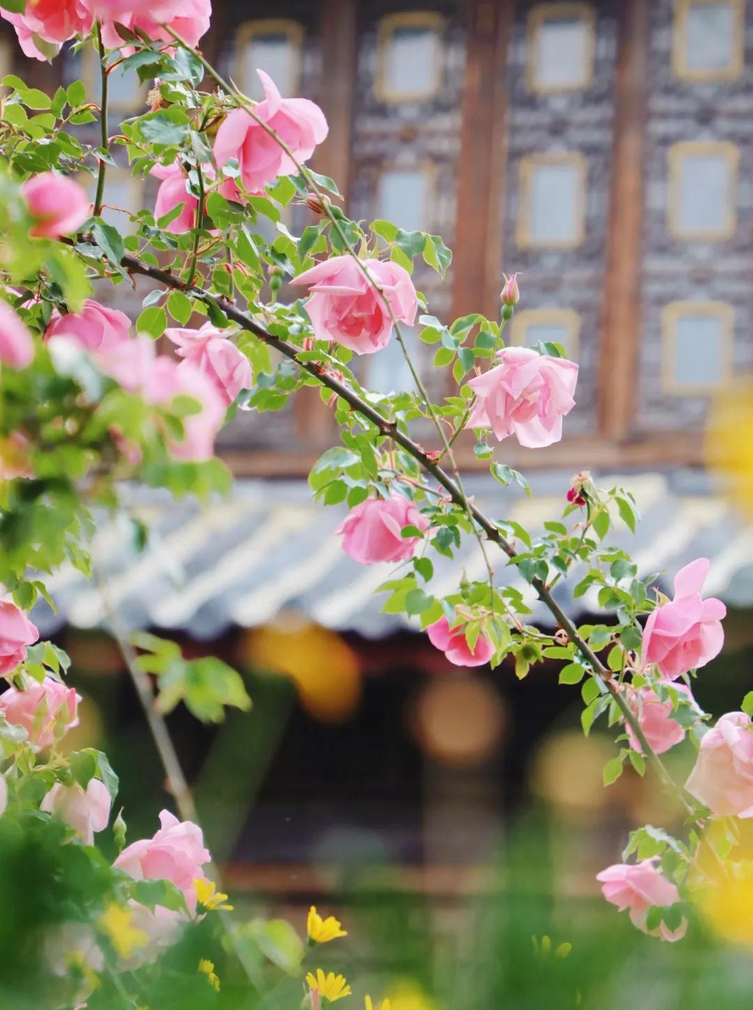 丽江
