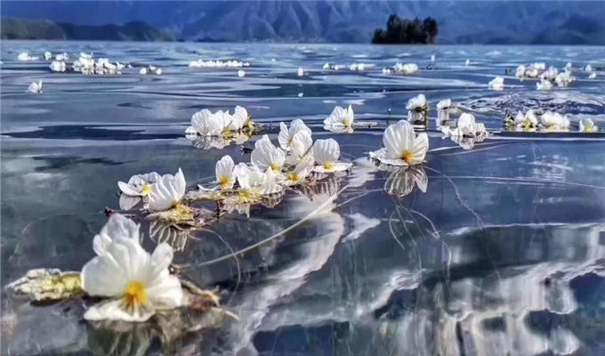 丽江旅游 戏水、弄花！泸沽湖最美的季节到了！