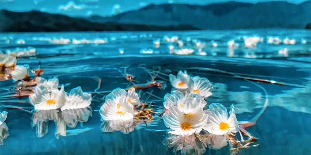 雪山杜鹃、永胜荷花、泸沽湖海菜花……夏天丽江哪里的花最美？
