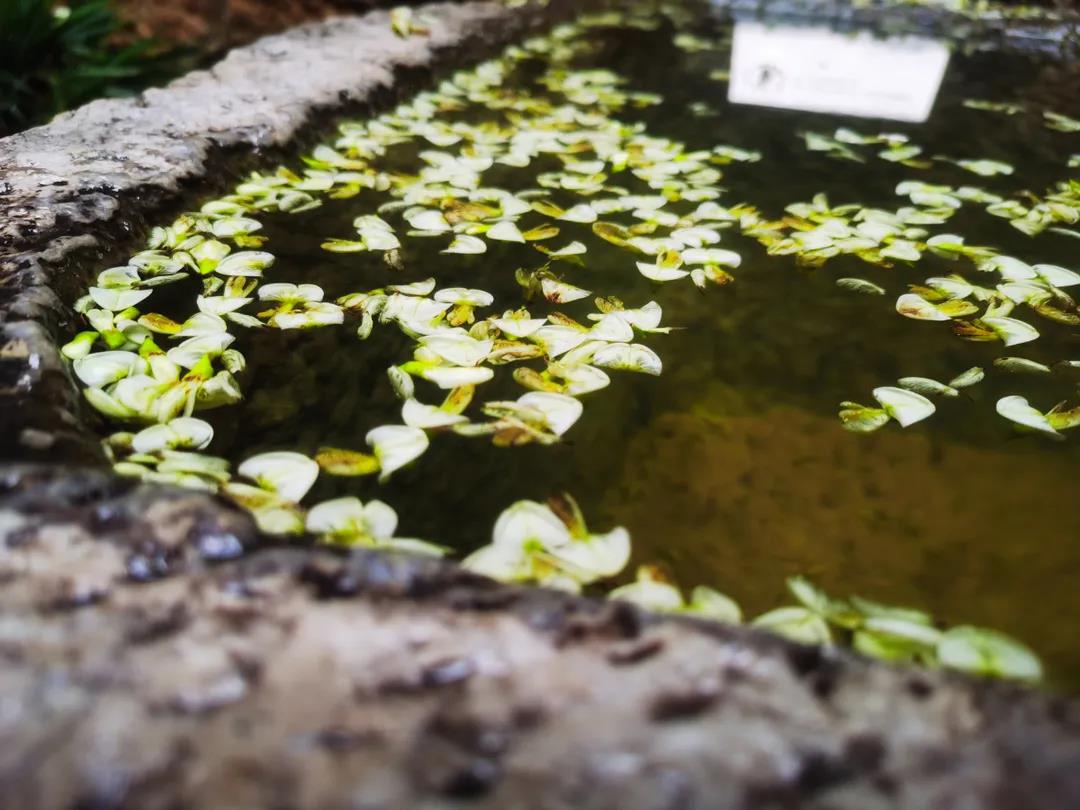 门前老槐又开花，七月来丽江古城这座百年老宅赏花听雨