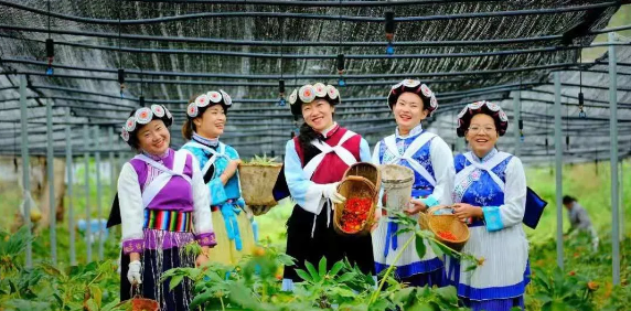 50000多亩洋芋花开！太安迎来一年中的最美季节~