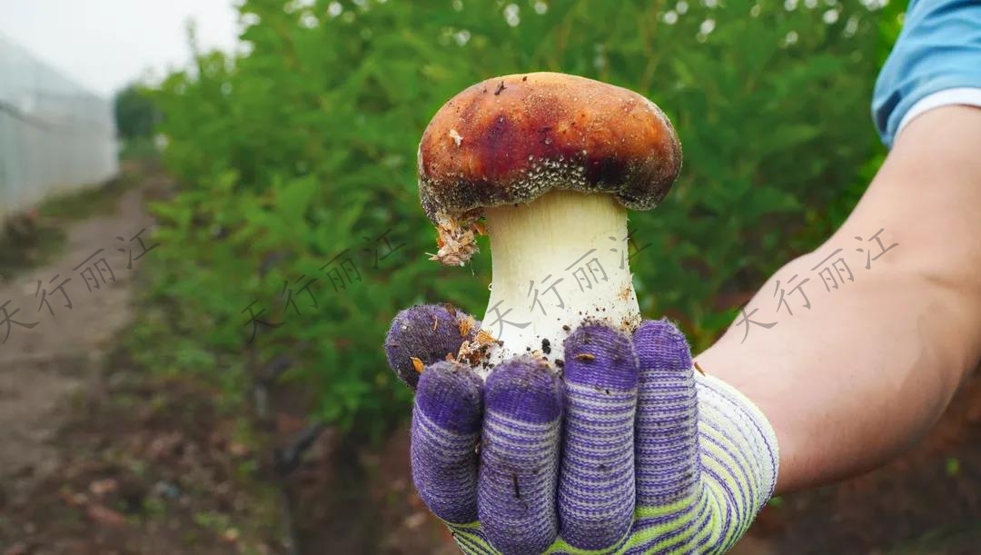 距离城区不到20分钟！竟藏着一处可以采菌子的