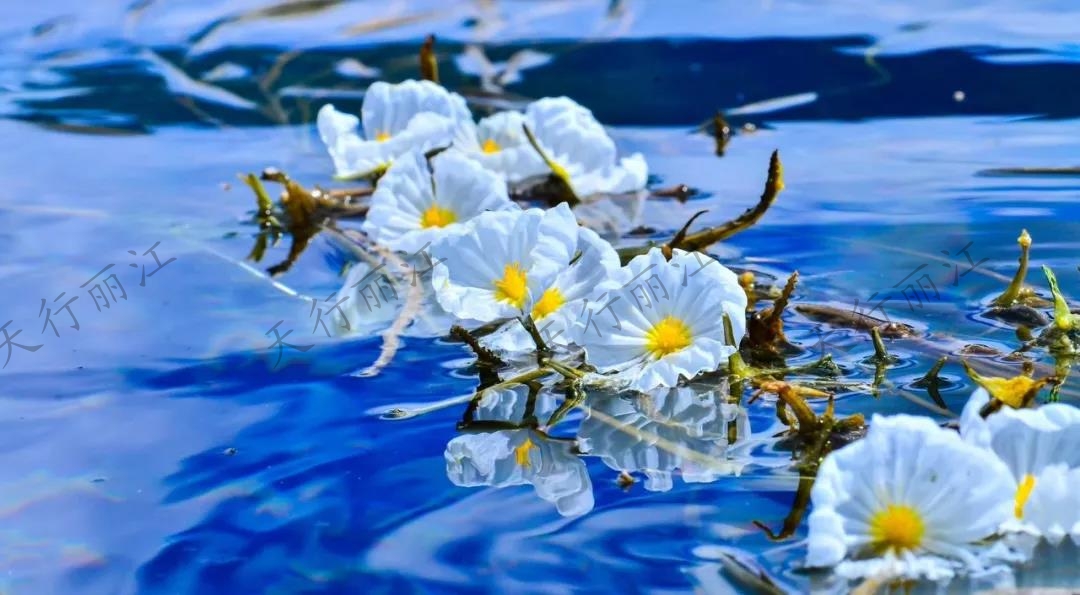 这个夏天一定要来丽江，看一次“水性杨花”