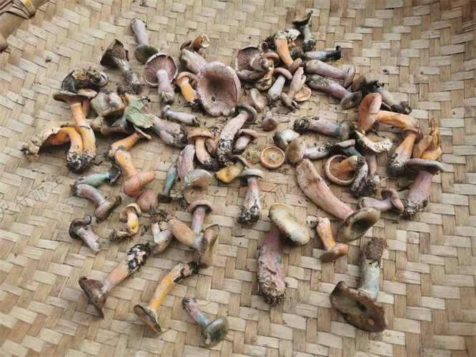 丽江纳西生活体验团建