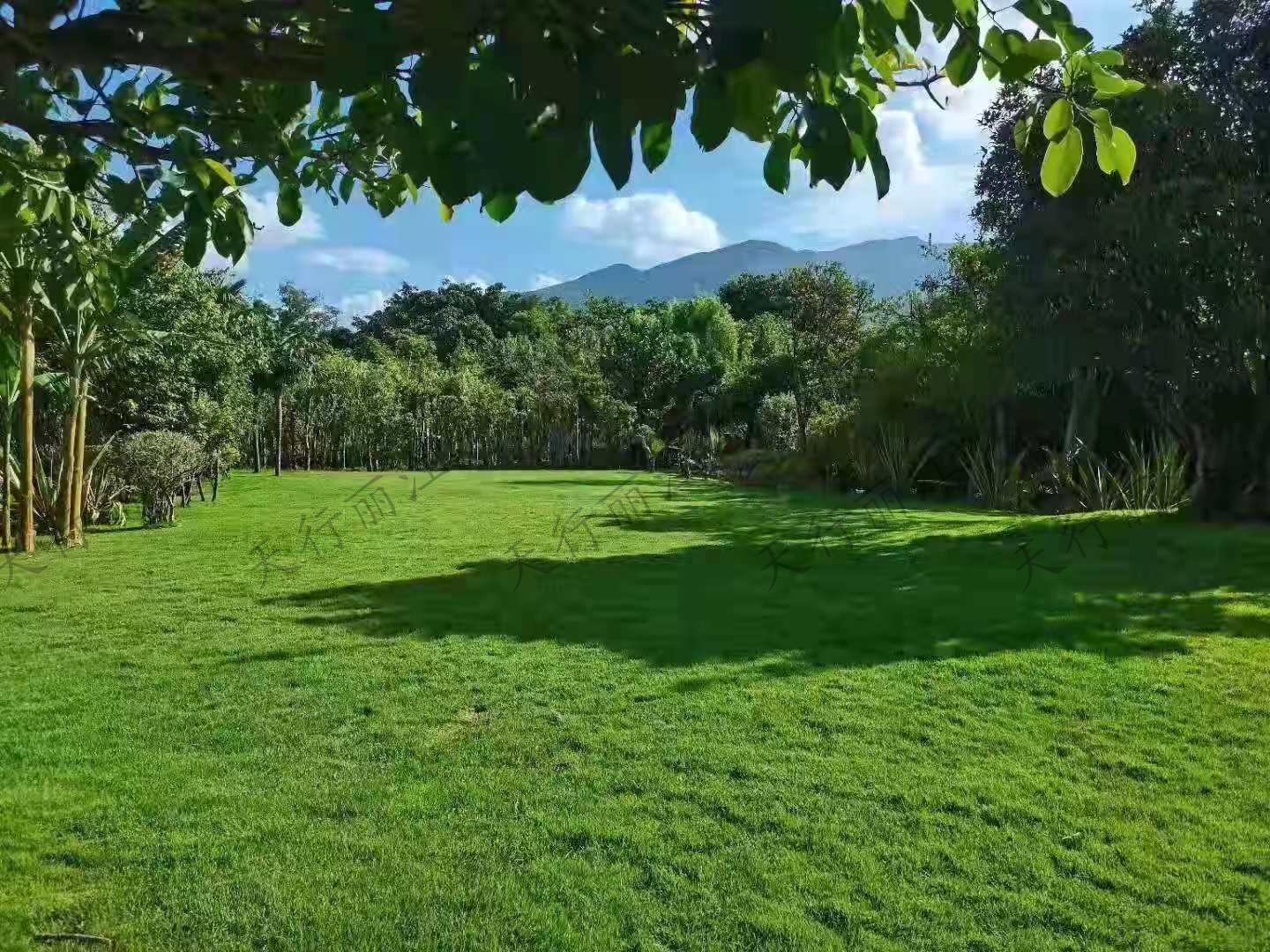 丽江听花谷餐厅隆重推荐  花的海洋  绿的草坪  高的树屋  ｜玉龙雪山下的小众秘境
