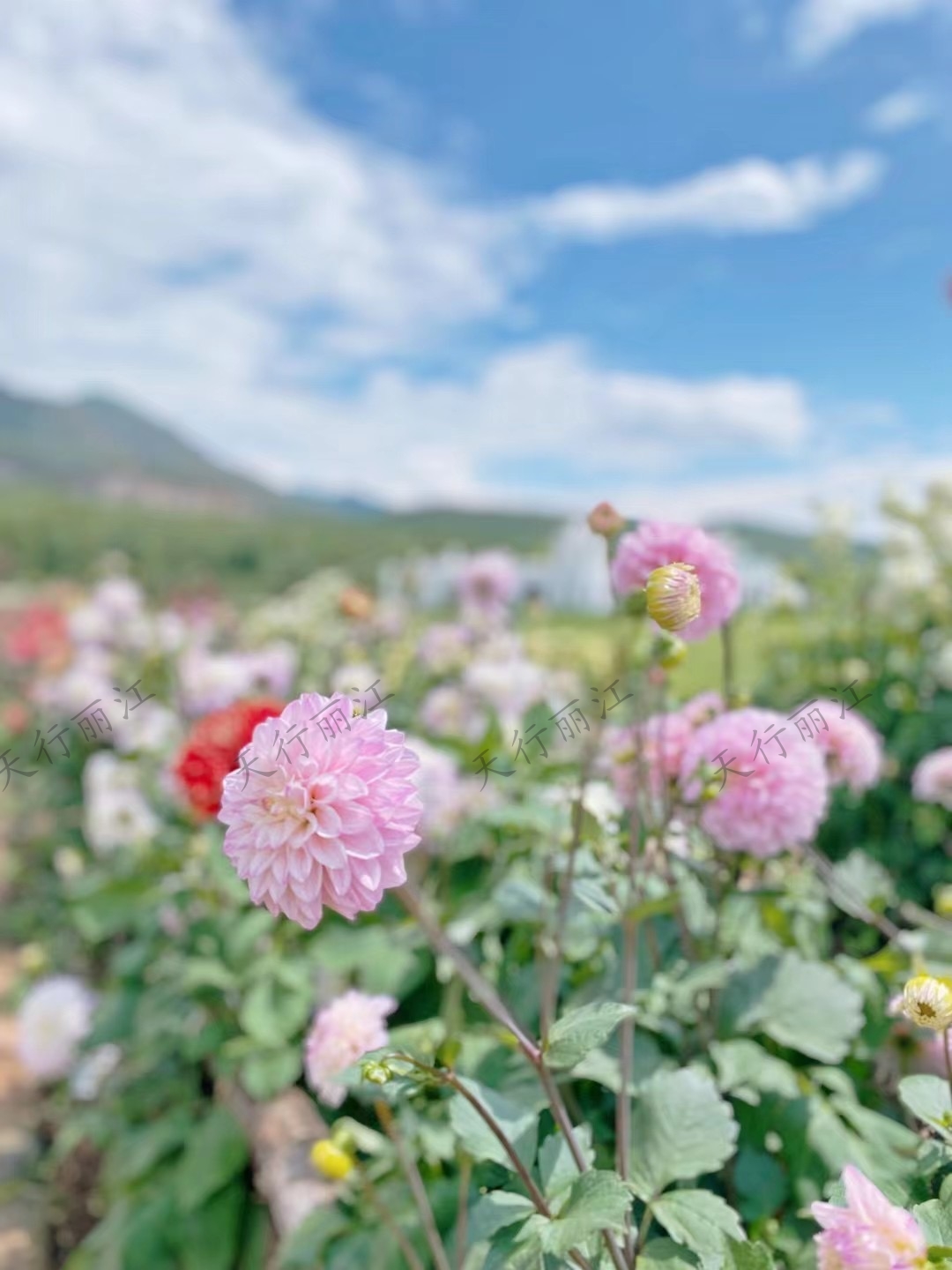 丽江听花谷餐厅