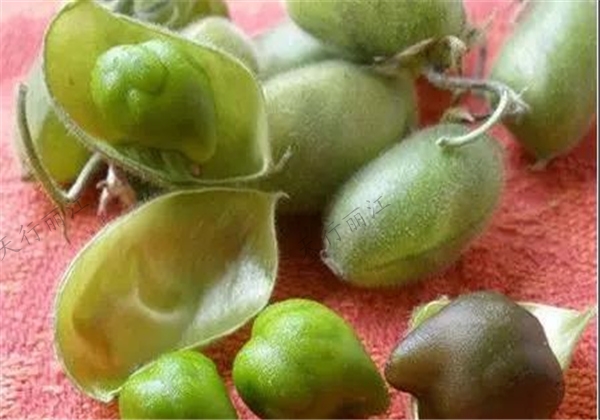 丽江消暑美食—鸡豆凉粉