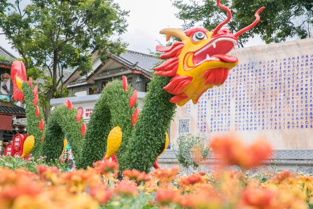 丽江古城菊花展