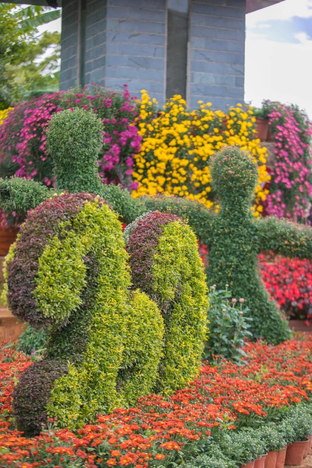 丽江古城菊花展