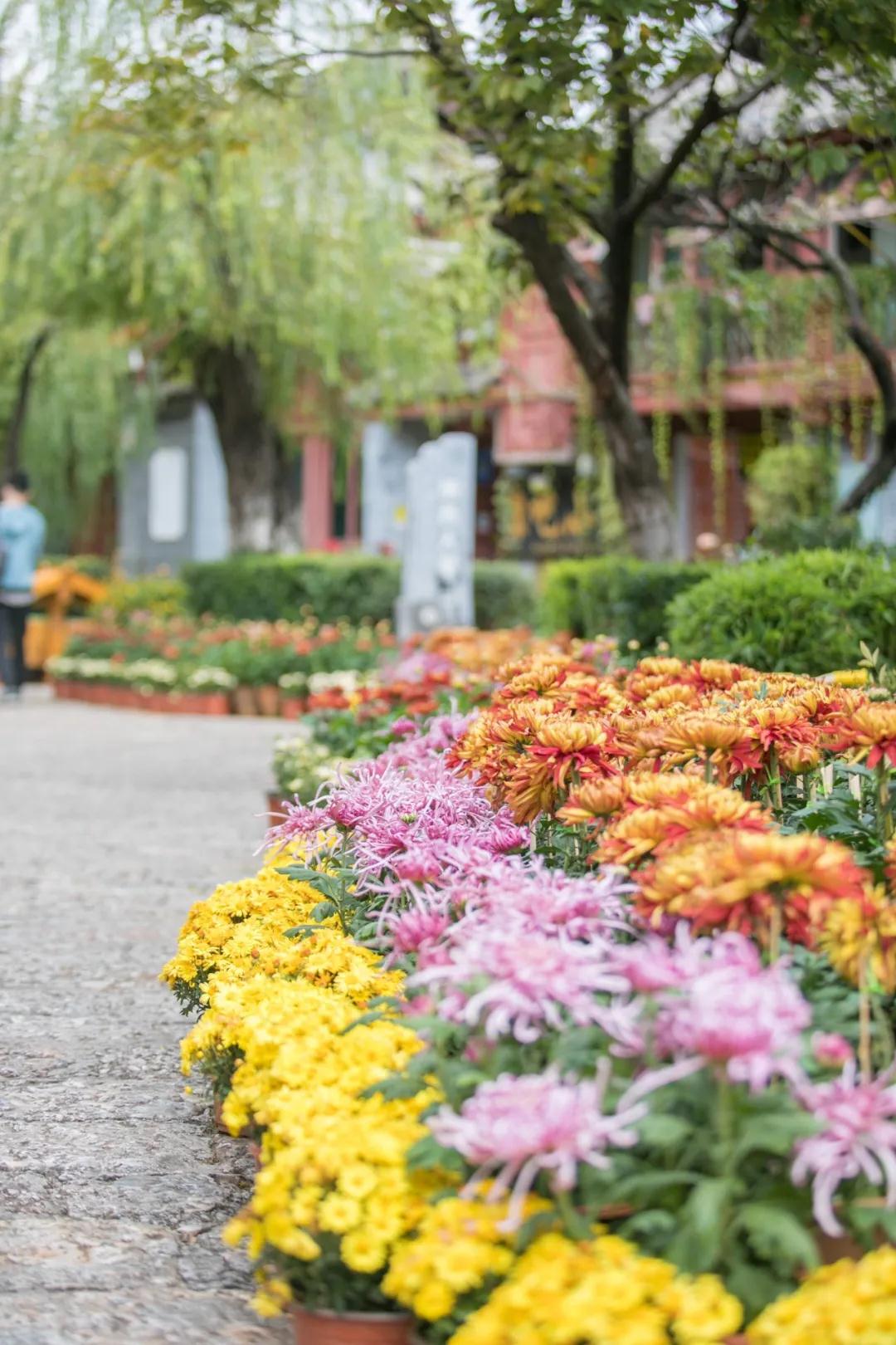 丽江古城菊花展