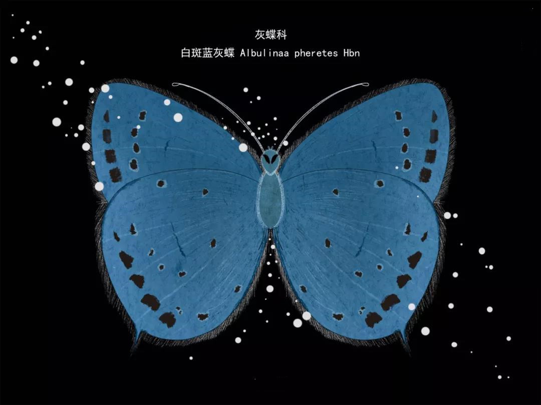 丽江传媒公司：什么是玉龙雪山生物多样性之美？且看这一只只“会飞的花朵”