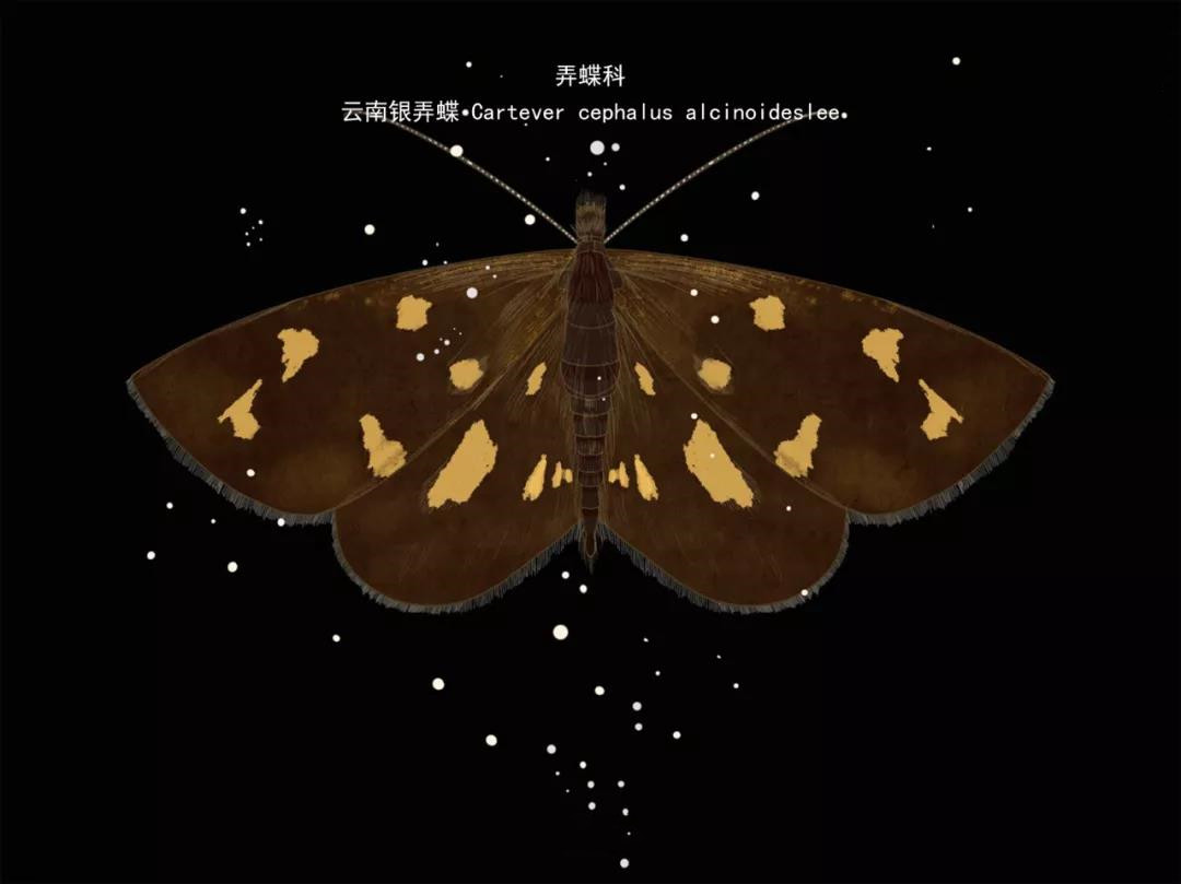云南银弄蝶