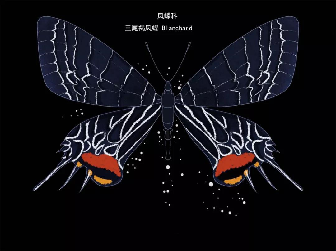 三尾褐凤蝶