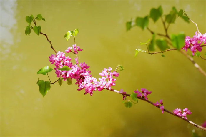 我在丽江的冬天，想念四季在公园闲逛的模样