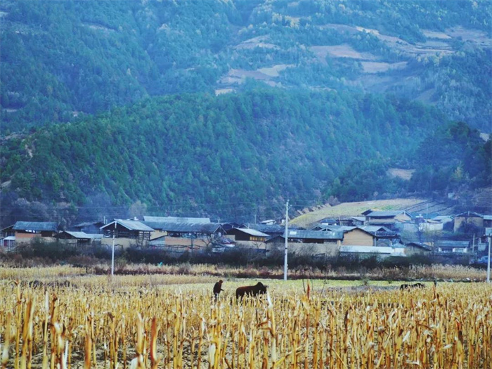 丽江特色节日：“杀年猪”对丽江人来说有多重要？