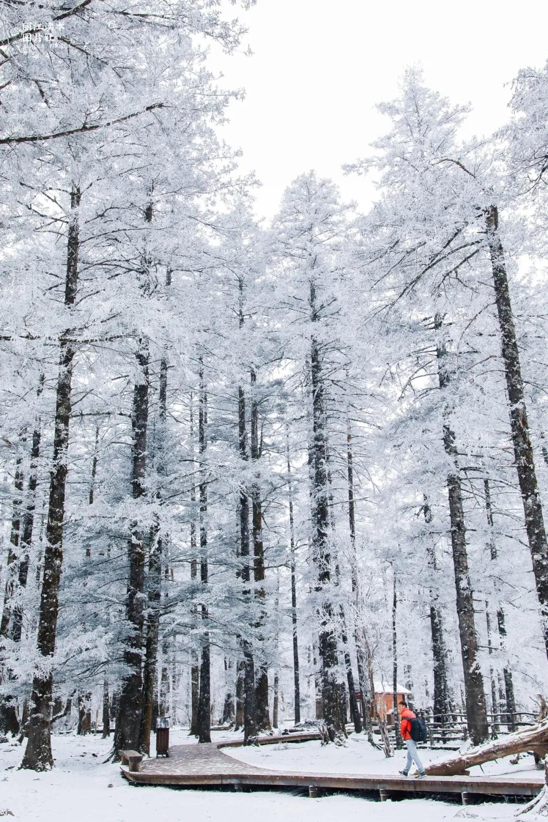 玉龙雪山云杉坪
