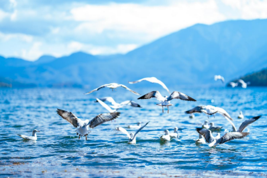 云南旅游,云南旅行社,云南团建公司,云南策划公司,云南会议会展,丽江旅游,丽江旅行社,丽江团建公司,丽江策划公司,丽江会议会展：泸沽湖畔迎来了一群“白色精灵”！