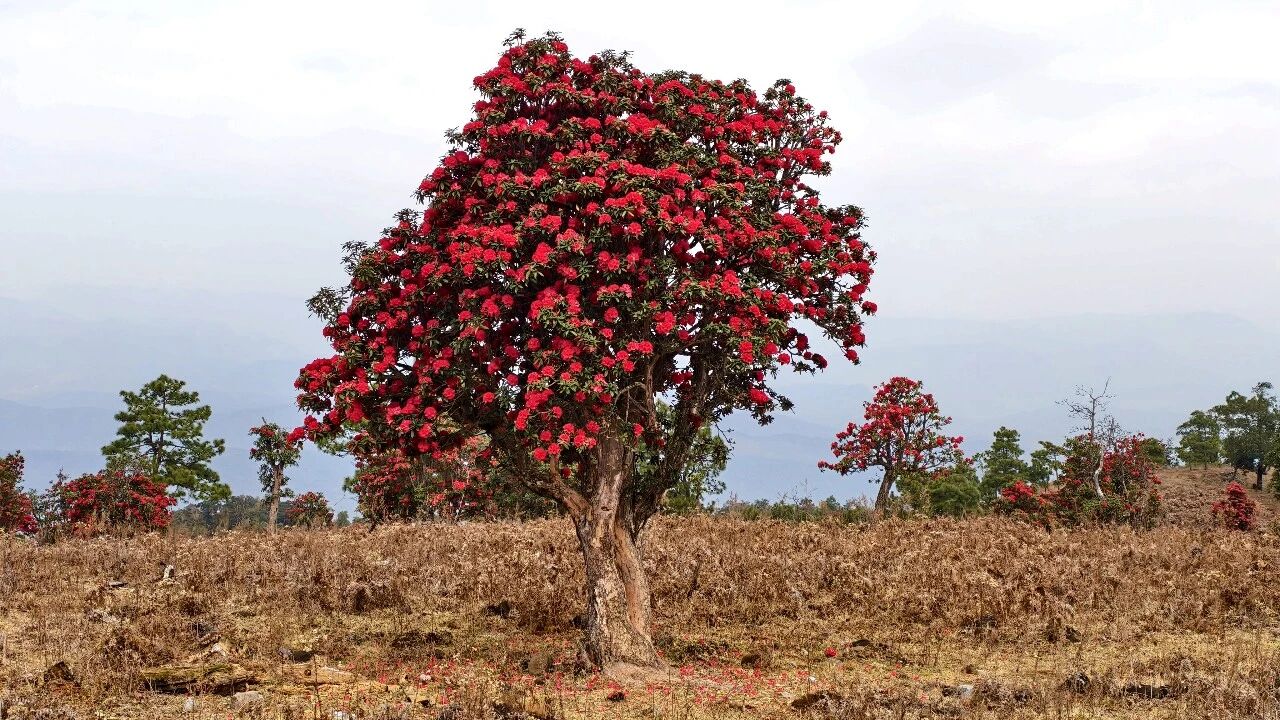 丽江藏着一片杜鹃花海，宛如画卷......